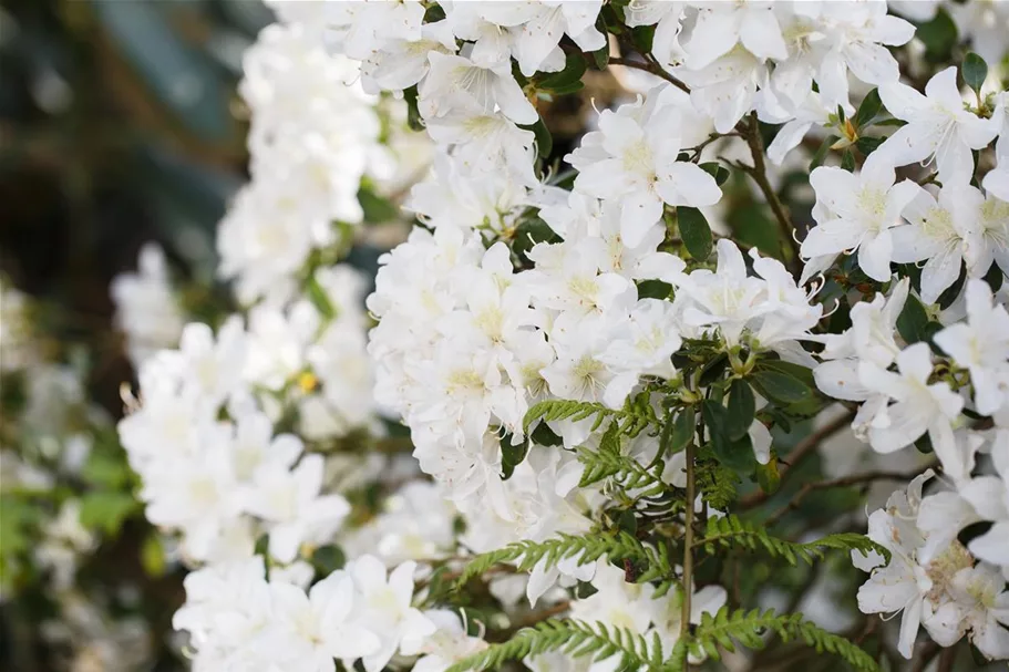 Karolina-Rhododendron 'Dora Amateis' Topfgröße 4,6 Liter / Höhe 30-40cm
