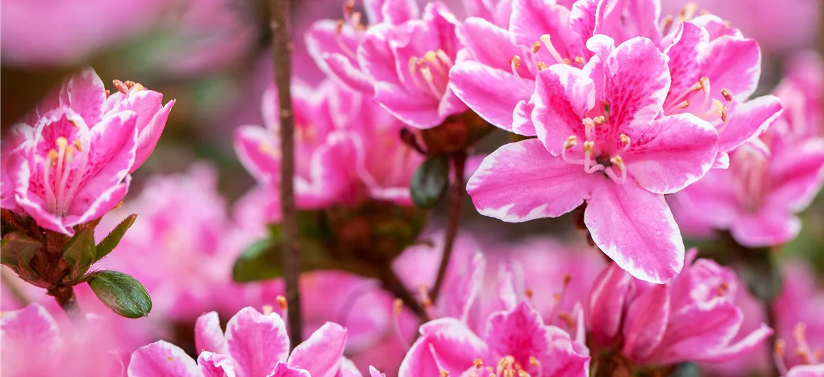 Japanische Azalee 'Pink Poetry'®(s) Topfgröße 2,3 Liter