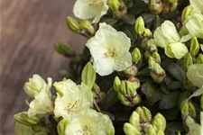 Keiskei-Rhododendron 'Wren' Topfgröße 2,3 Liter