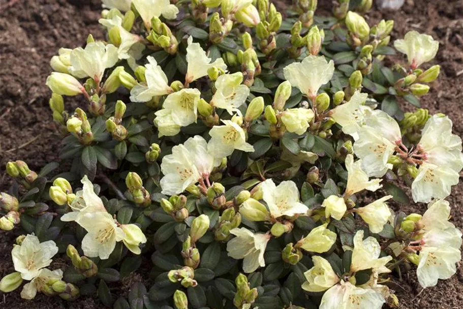 Keiskei-Rhododendron 'Wren' Topfgröße 2,3 Liter