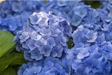 Hydrangea macrophylla 'Blue Ballad'® Topfgröße 5 Liter