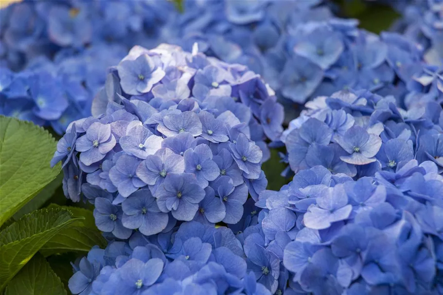 Hydrangea macrophylla 'Blue Ballad'® Topfgröße 5 Liter