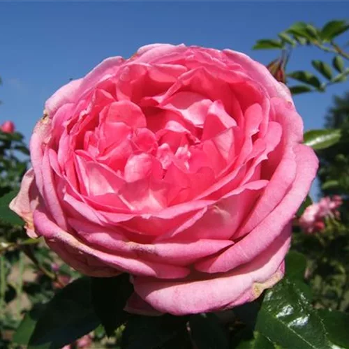 Duftrose 'La Rose de Molinard'®ADR