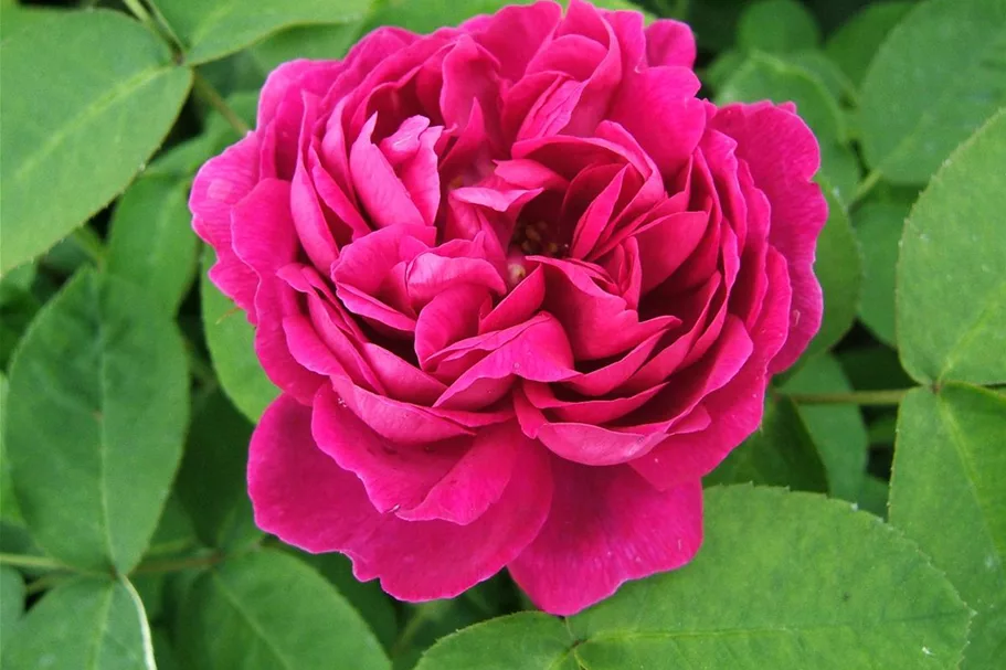 Strauchrose 'Rose de Resht' 5 Liter Topf