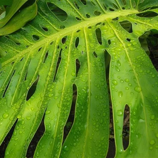 tropical-leaf-19169_1280.jpg