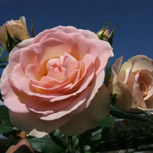 Beetrose 'Garden of Roses'® ADR
