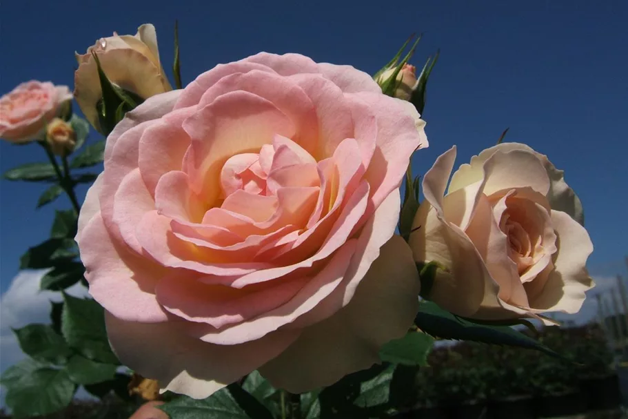 Beetrose 'Garden of Roses'® ADR 4 Liter Topf