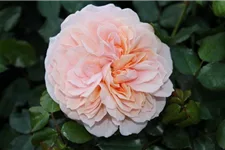 Beetrose 'Garden of Roses'® ADR 4 Liter Topf