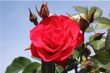 Beetrose 'Black Forest Rose'® ADR 4 Liter Topf