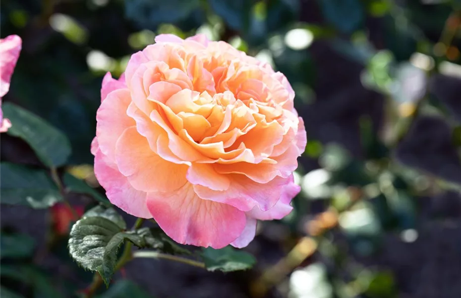 Rosenvielfalt entdecken – Rosen haben so viel zu bieten
