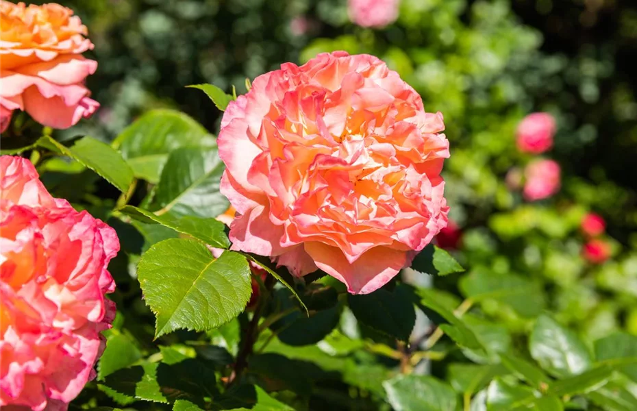 Rosenvielfalt entdecken – Rosen haben so viel zu bieten