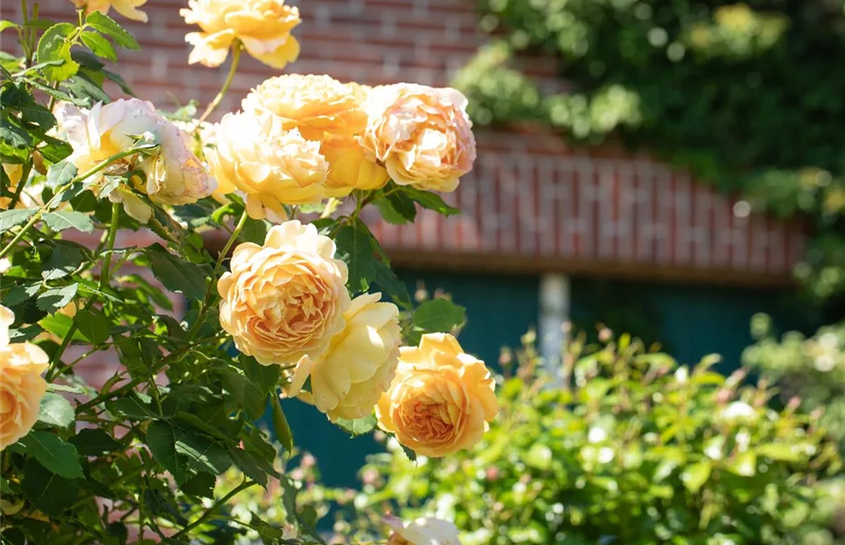 Rosen im Frühling zurückschneiden und damit gesund halten