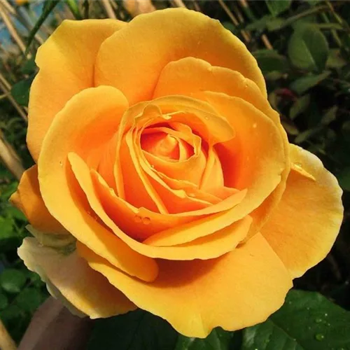 Duftrose 'Candlelight'®