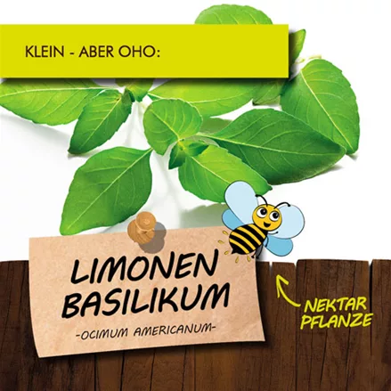 Bio Limonen-Basilikum