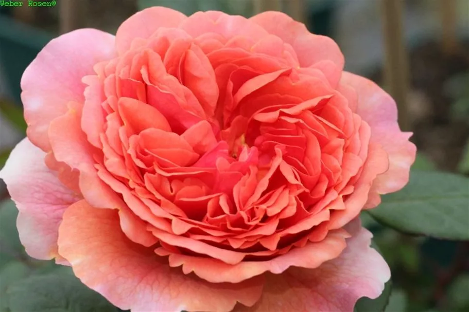 Nostalgische Rose 'Chippendale'® 5 Liter Topf