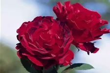 Essbare Rose 'Heinz Winkler'® 6 Liter Topf