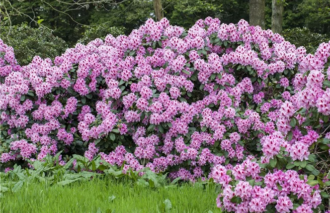 Rhododendron 'Diadem' (GS491120.jpg)