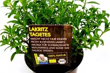 Bio Lakritz-Tagetes Kräutertopf 12 cm Lakritz-Tagetes