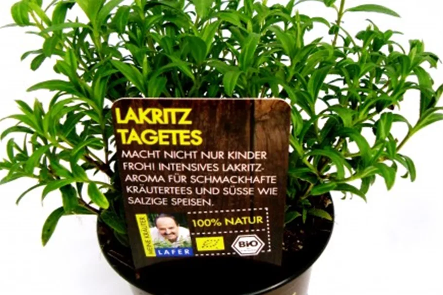 Bio Lakritz-Tagetes Kräutertopf 12 cm Lakritz-Tagetes