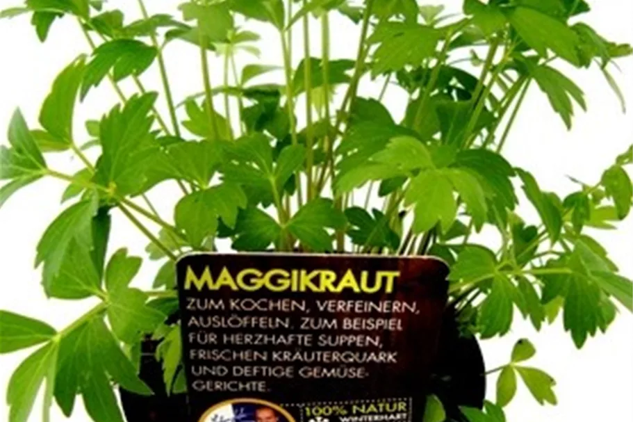 Bio Maggikraut Liebstöckel Kräutertopf 12 cm Maggikraut Liebstöckel