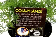 Bio Cola-Pflanze Kräutertopf 12 cm Cola-Pflanze