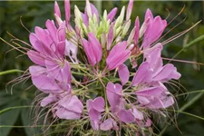 Cleome spinosa, rosa 13 cm