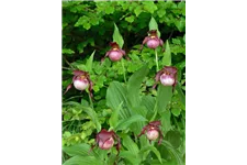 Gartenorchidee Frauenschuh 'Anna' (Frosch®) 1 blühstarkes und bereits mehrtriebiges Rhizom 