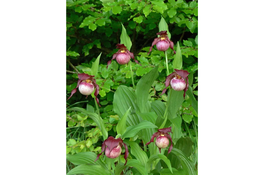 Gartenorchidee Frauenschuh 'Anna' (Frosch®) 1 blühstarkes und bereits mehrtriebiges Rhizom 