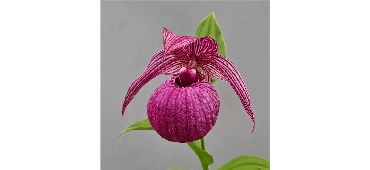 Gartenorchidee Frauenschuh Mops 1 blühstarkes und bereits mehrtriebiges Rhizom 