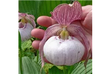 Gartenorchidee Frauenschuh 'Sabine' (Frosch®) 1 blühstarkes und bereits mehrtriebiges Rhizom