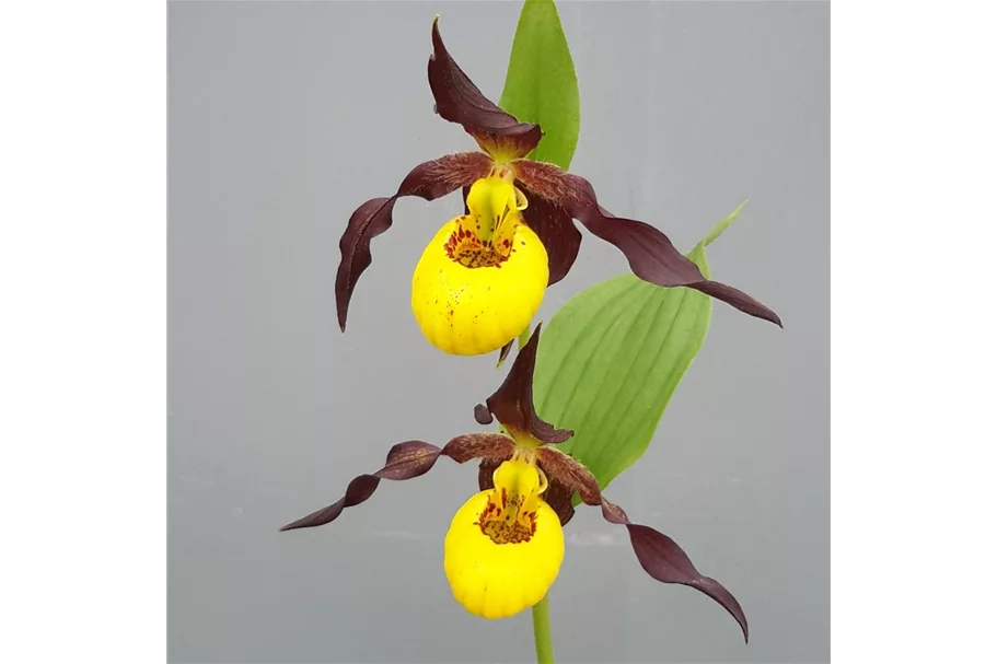 Gartenorchidee Frauenschuh 'Chauncey' 1 blühstarkes und bereits mehrtriebiges Rhizom 