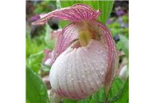 Gartenorchidee Frauenschuh 'Sabine' (Frosch®) 1 blühstarkes und bereits mehrtriebiges Rhizom