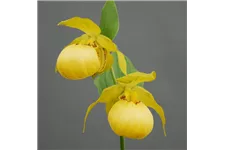Gartenorchidee Frauenschuh 'Barry Philipps' 1 blühstarkes und bereits mehrtriebiges Rhizom