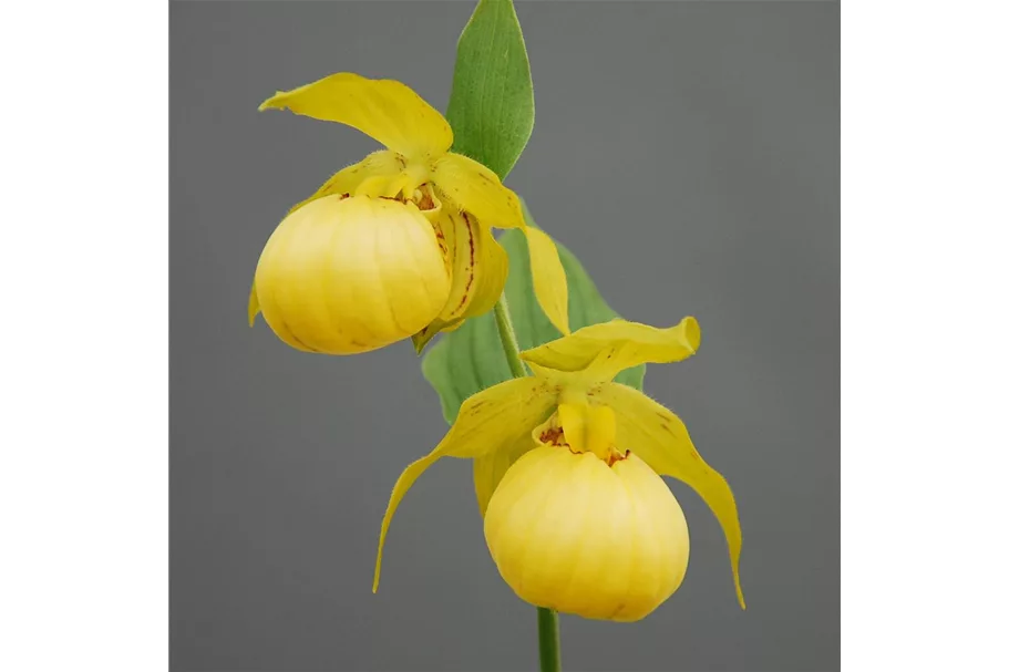 Gartenorchidee Frauenschuh 'Barry Philipps' 1 blühstarkes und bereits mehrtriebiges Rhizom
