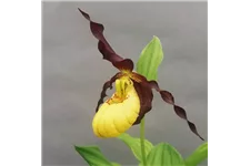 Gartenorchidee Frauenschuh 'Emil Burnish Gold' 1 blühstarkes und bereits mehrtriebiges Rhizom 