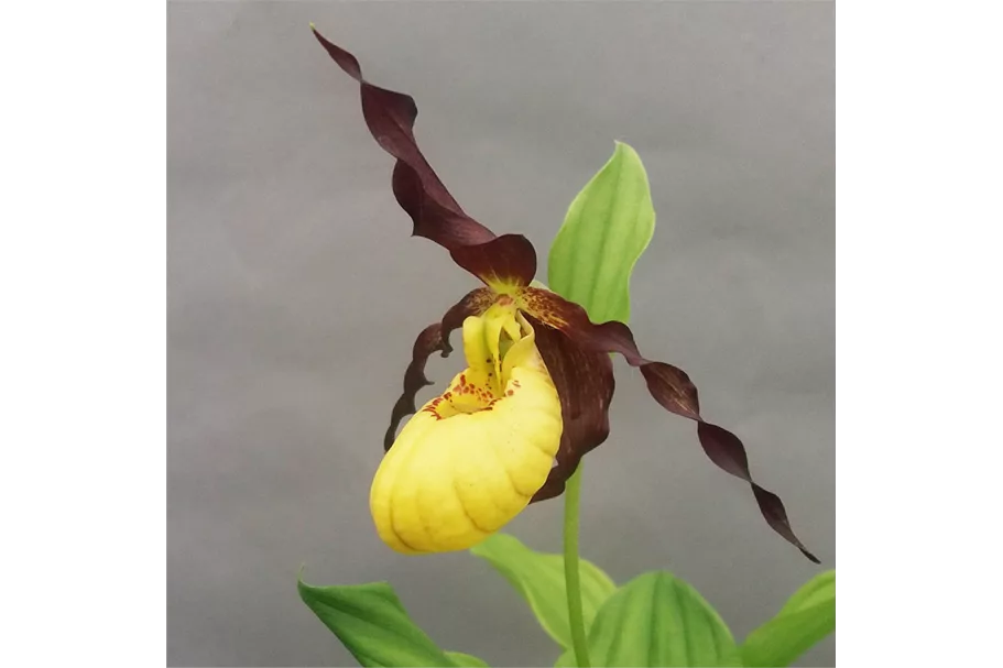 Gartenorchidee Frauenschuh 'Emil Burnish Gold' 1 blühstarkes und bereits mehrtriebiges Rhizom 
