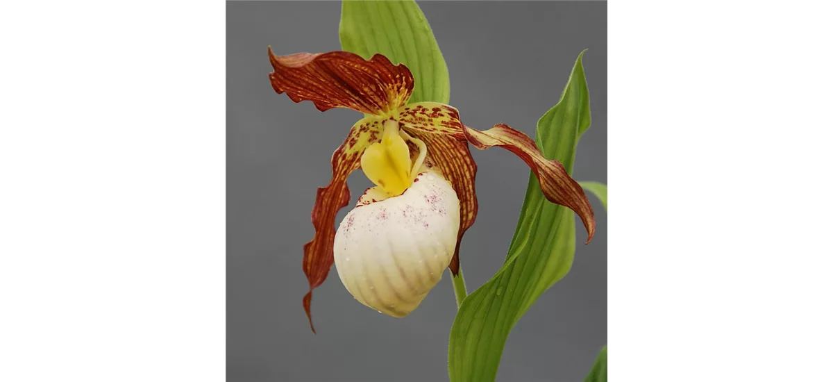 Gartenorchidee Frauenschuh 'Gabriela' 1 blühstarkes und bereits mehrtriebiges Rhizom