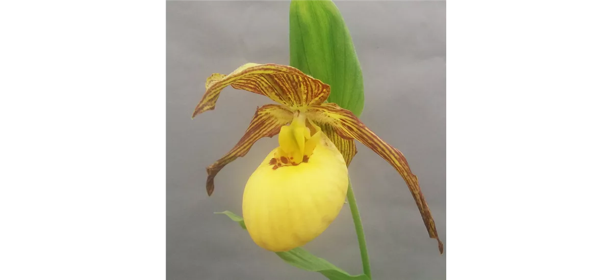Gartenorchidee Frauenschuh 'Inge' 1 blühstarkes und bereits mehrtriebiges Rhizom 