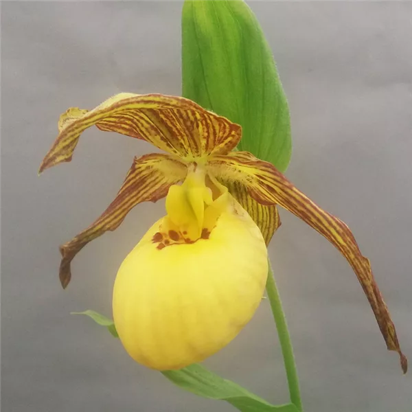 Gartenorchidee Frauenschuh 'Inge'