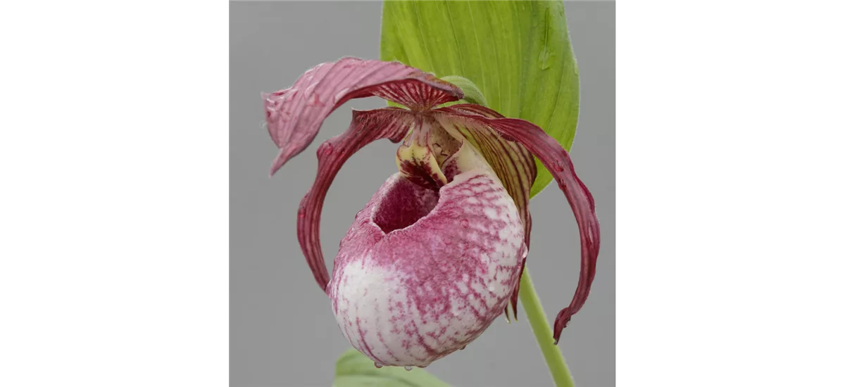 Gartenorchidee Frauenschuh 'Lucy Pinkepank' 1 blühstarkes und bereits mehrtriebiges Rhizom