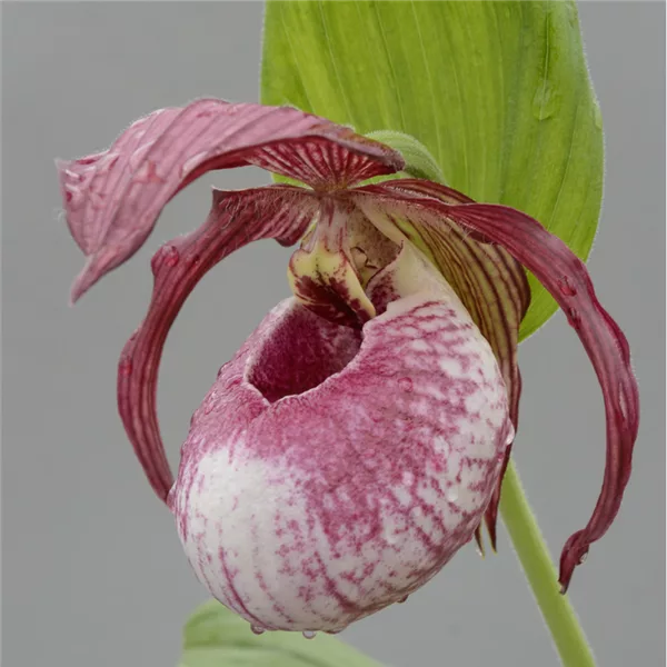 Gartenorchidee Frauenschuh 'Lucy Pinkepank'