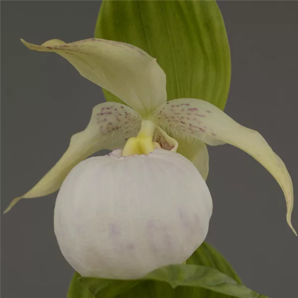 Gartenorchidee Frauenschuh 'Sabine Pastell'