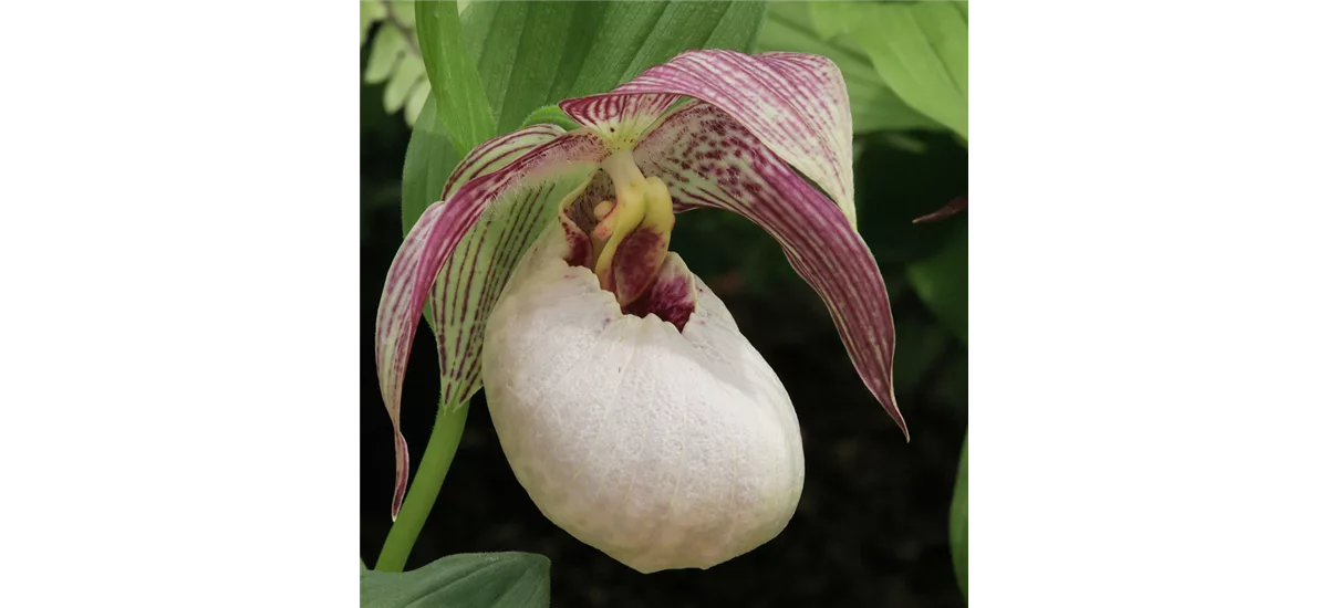 Gartenorchidee Frauenschuh 'Tilman' (Frosch®) 1 blühstarkes und bereits mehrtriebiges Rhizom 