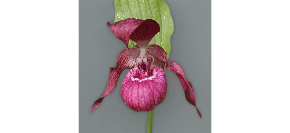 Gartenorchidee Frauenschuh 'Ventricosum' 1 blühstarkes und bereits mehrtriebiges Rhizom