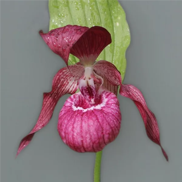 Gartenorchidee Frauenschuh 'Ventricosum'
