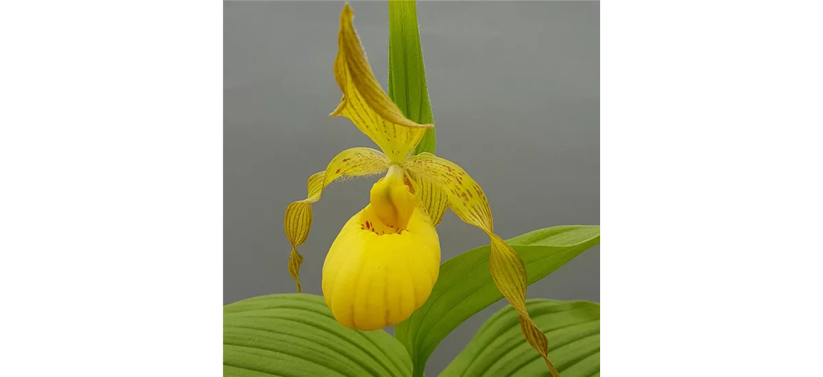 Gartenorchidee Frauenschuh 'Victoria' 1 blühstarkes und bereits mehrtriebiges Rhizom