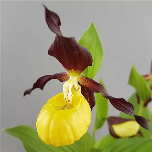 Gartenorchidee Marienfrauenschuh - Gelber Frauenschuh