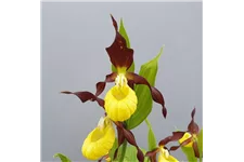 Gartenorchidee Marienfrauenschuh - Gelber Frauenschuh 1 blühstarkes und bereits mehrtriebiges Rhizom