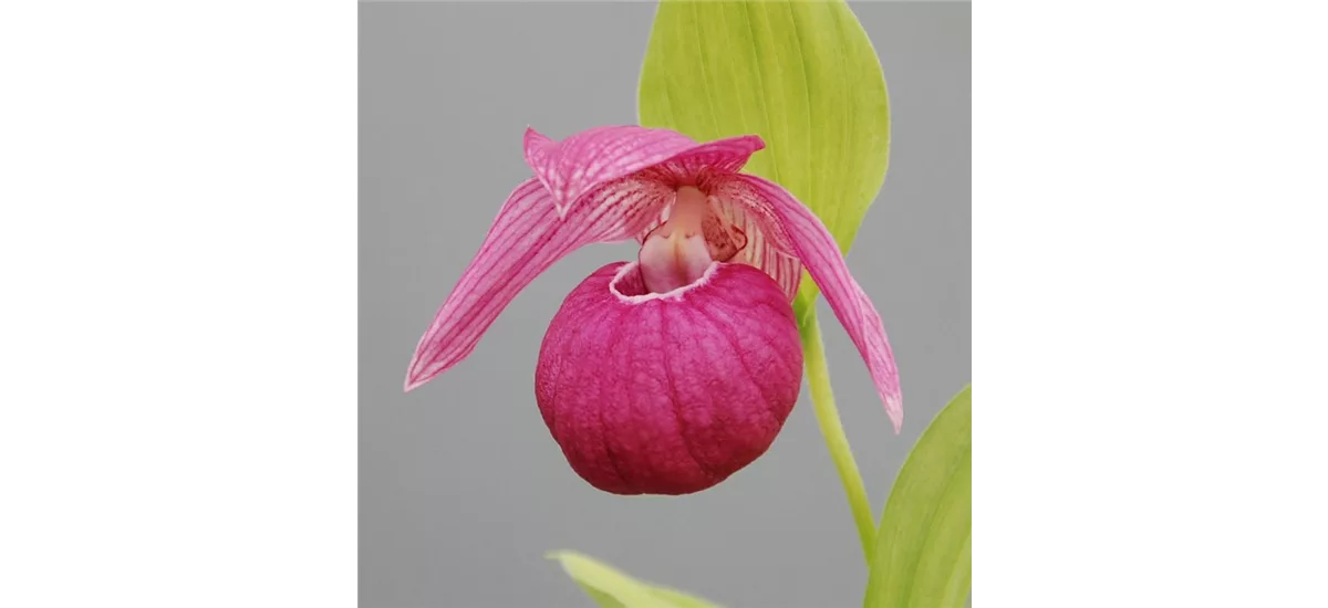 Gartenorchidee Sibirischer Frauenschuh - Großblütiger Frauenschuh 1 blühstarkes und bereits mehrtriebiges Rhizom