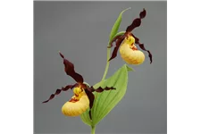 Gartenorchidee Nordamerikanischer Frauenschuh - Kleinblütiger Frauenschuh 1 blühstarkes und bereits mehrtriebiges Rhizom